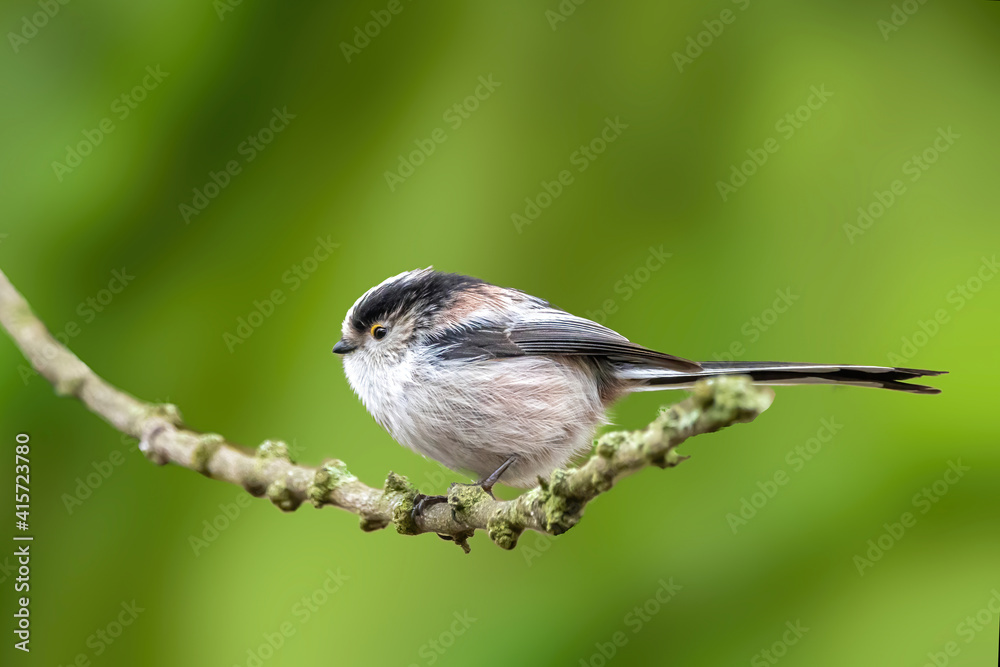 Naklejka premium A long-tailed tit sitting on a branch of a tree at the Mönchbruch pond in a natural reserve in Hesse Germany. Beautiful blurred green background.