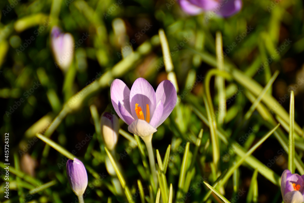 Obraz premium crocus in early spring in a German garden
