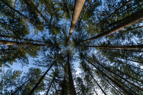 Blick in Baumkrone wunderschön Kindheit Freiheit