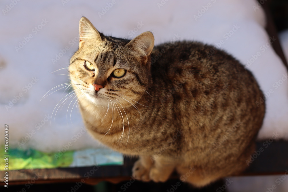 the cat is sitting in the garden