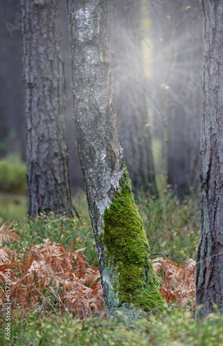 Las w Polsce na Dolnym Śląsku photo