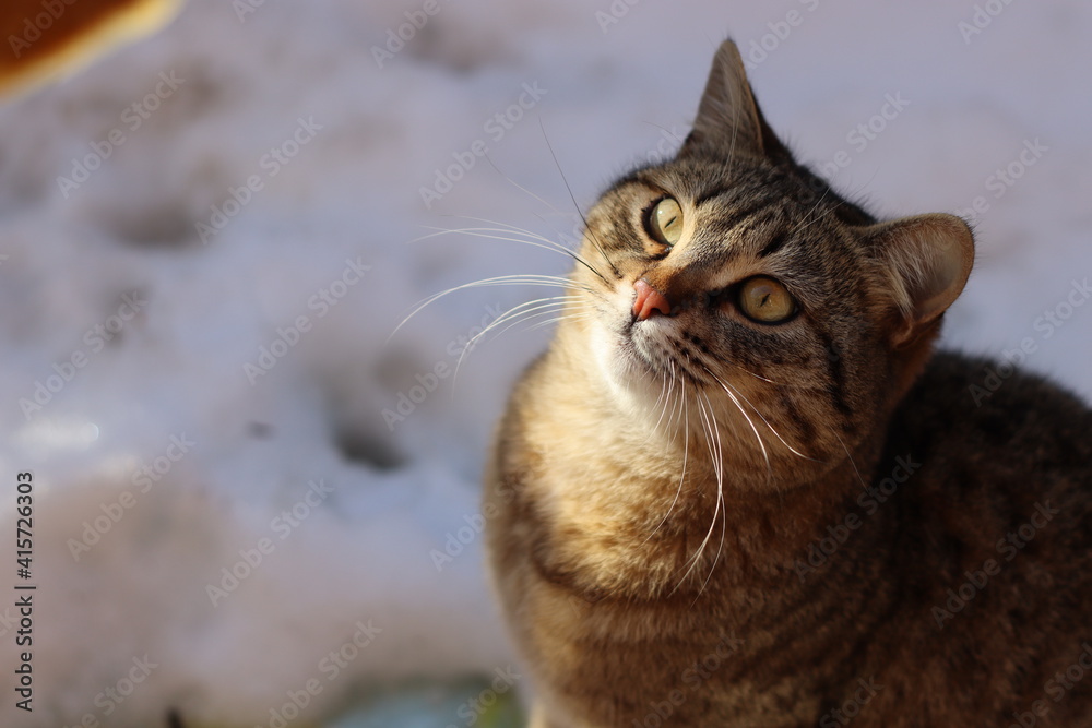 the cat is sitting in the garden the cat is sitting in the garden