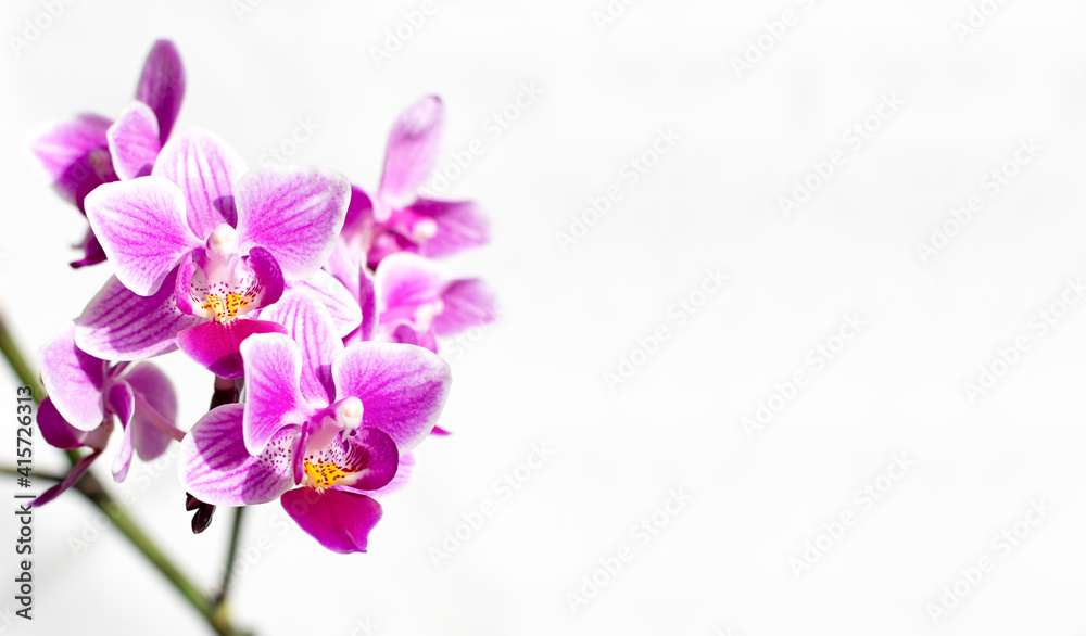branch of pink and purple orchid flowers on white with copy space