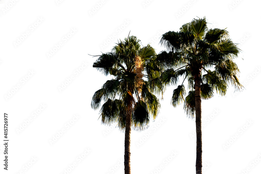 Sugar palm trees or toddy palm isolated on white background.