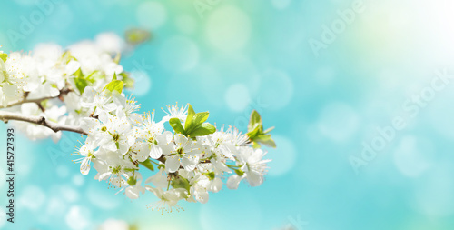 Spring cherry blossom and blue sky © karandaev