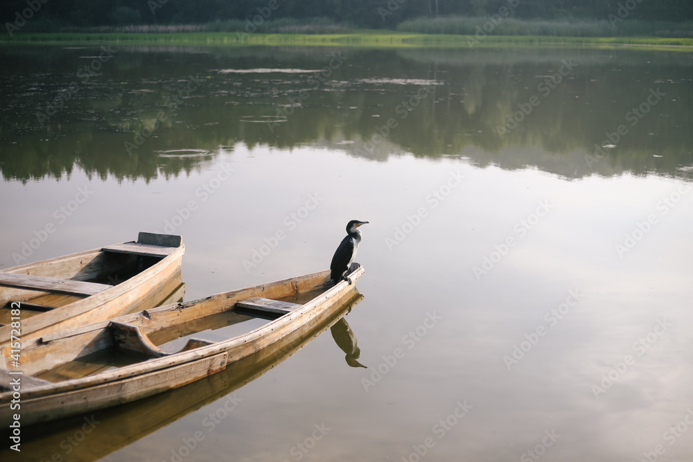 Phalacrocorax carbo. Wetland bird sitting on wooden boat in water on lake. Wildlife, peaceful calm nature