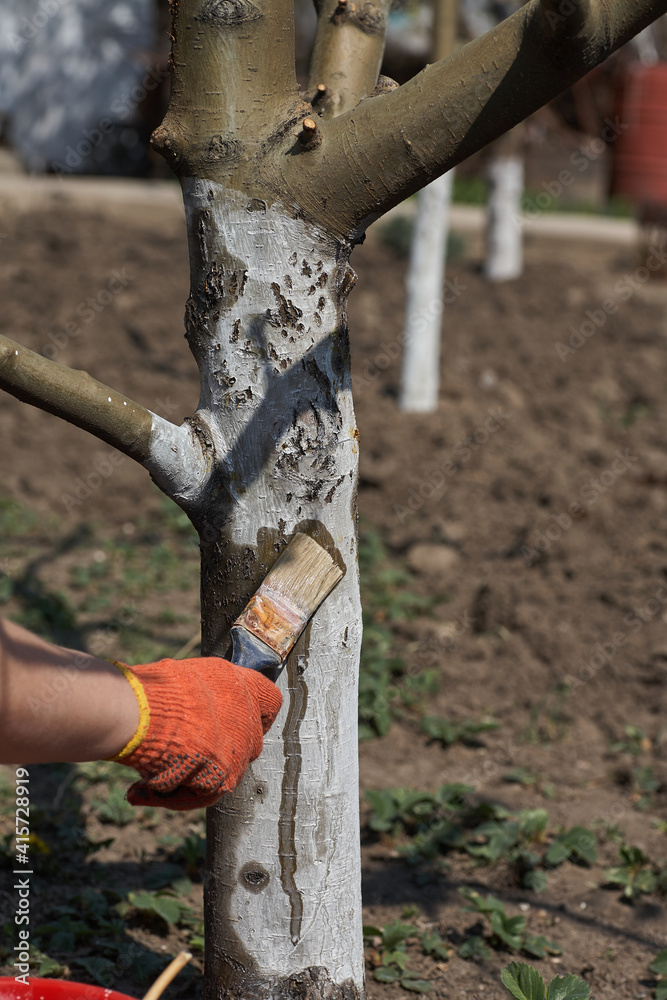 Gardener whitewash tree trunk with chalk in garden, tree care in spring. Gardener woman cares for the trees on the street in the park. Gardener whitewash tree trunk with chalk in garden, tree care in spring. Gardener woman cares for the trees on the street in the park.