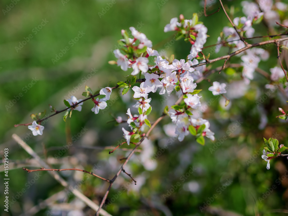 Cherry blossoms. Selective focus with shallow depth of field. Cherry blossoms. Selective focus with shallow depth of field.