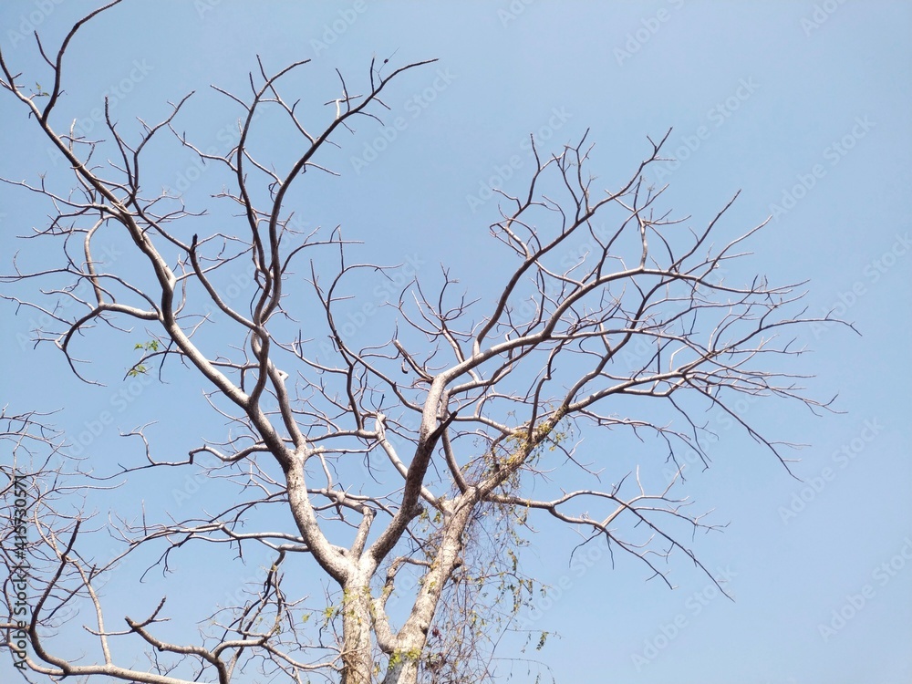 Obraz premium branches against blue sky