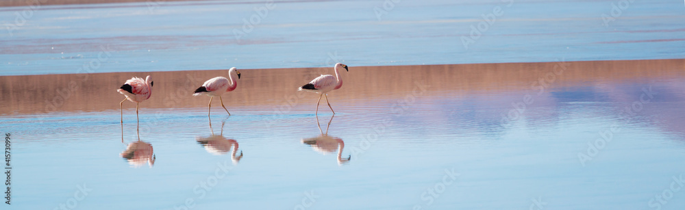 Obraz premium Flamingo in Bolivia
