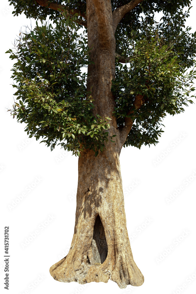 Fototapeta premium Image of the base of an tree on a white background.