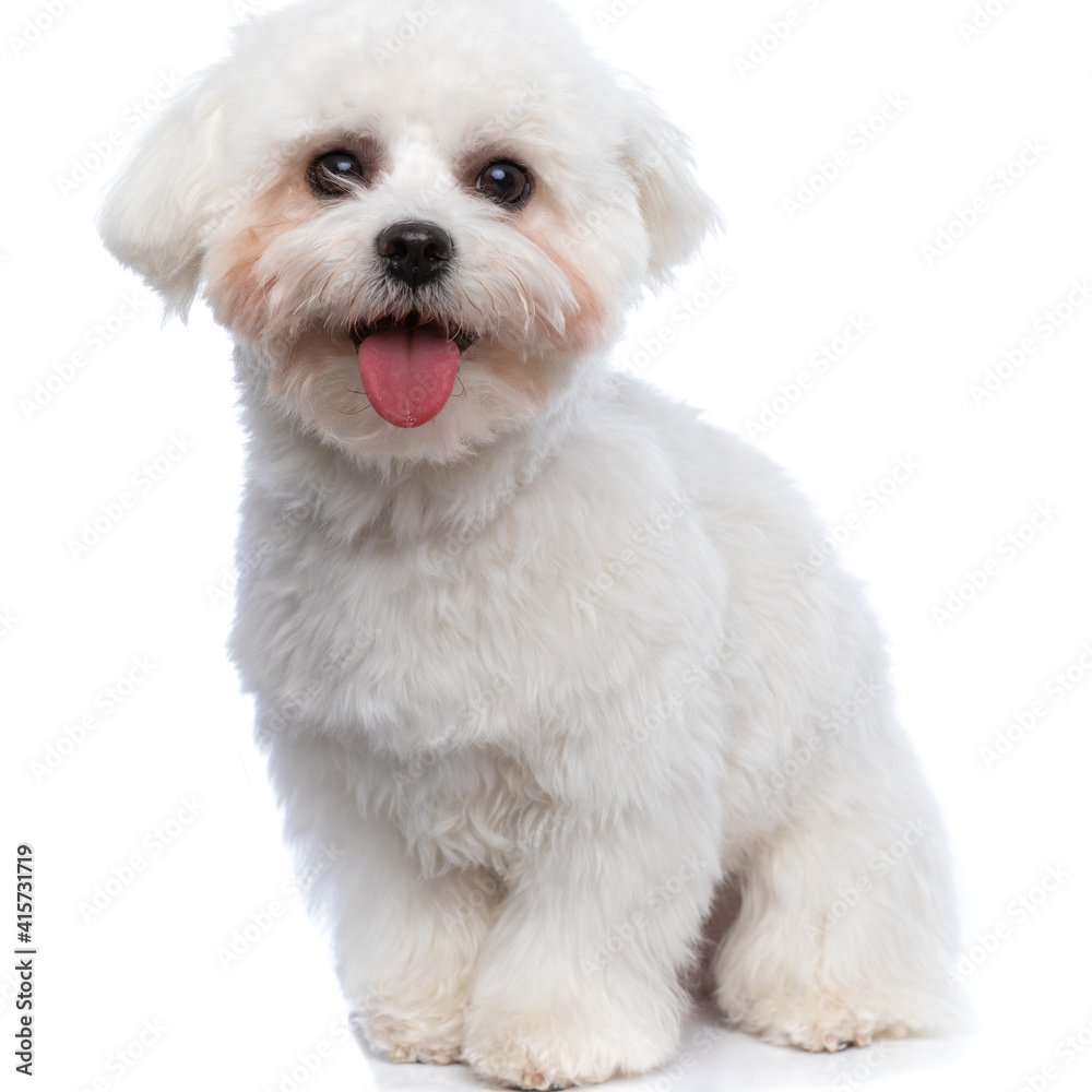 bichon dog sticking his tongue out and feeling happy