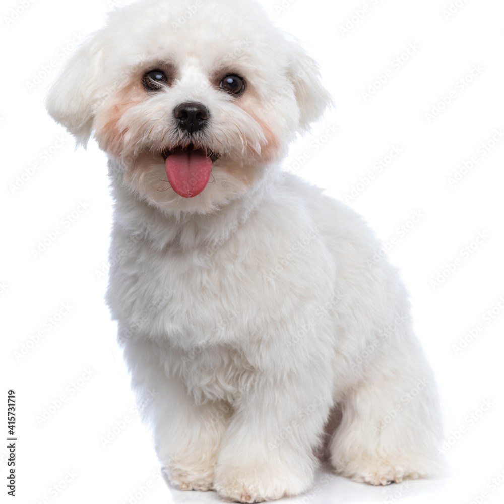 bichon dog sticking his tongue out and feeling happy bichon dog sticking his tongue out and feeling happy