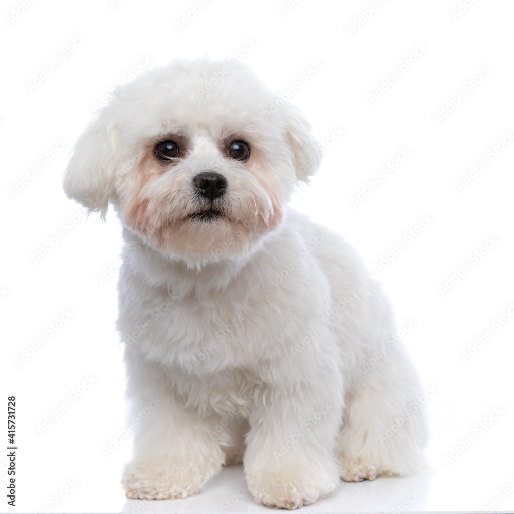 adorable little bichon dog looking at the camera