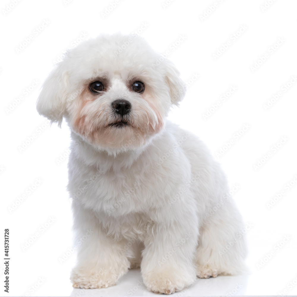 adorable little bichon dog looking at the camera adorable little bichon dog looking at the camera