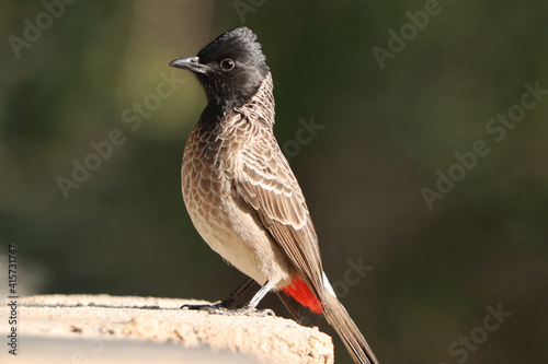 Fotografie Red-vented bulbul bird perched on a stone wall
