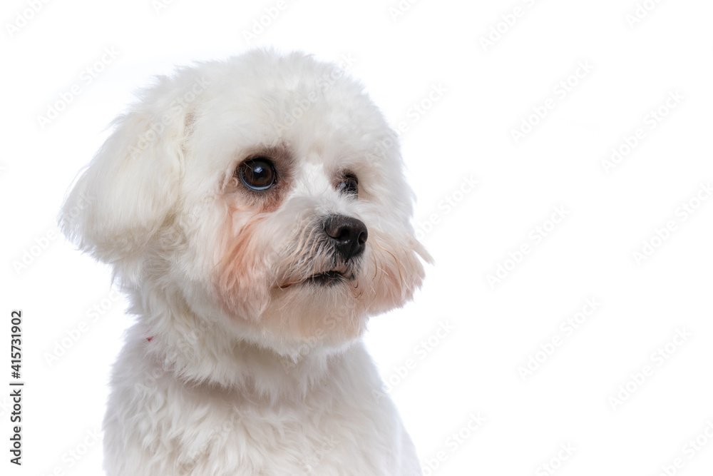 bichon dog looking away and dreaming about something bichon dog looking away and dreaming about something