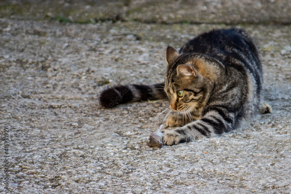 The cat and the mouse. The cat and the mouse.