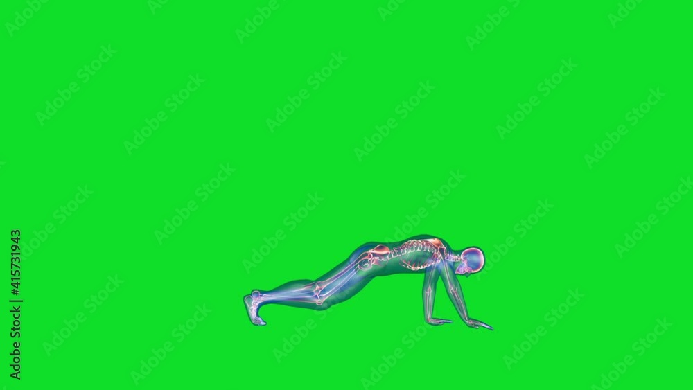 Human x-ray body and skeleton, yoga stretch side view loop, Green Screen