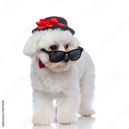 cool bichon dog walking one way and looking the other © Viorel Sima
