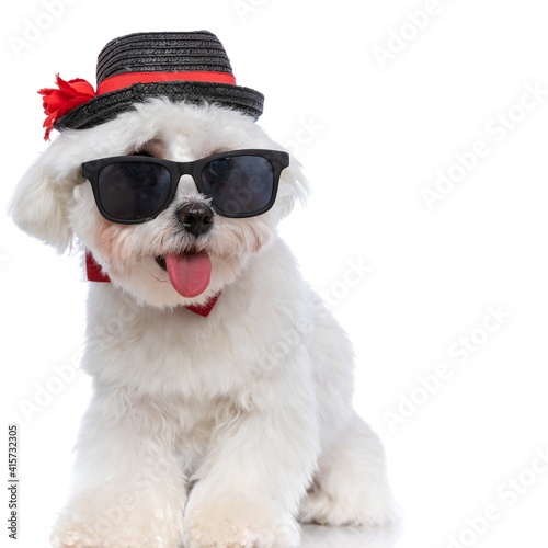 elegant bichon dog panting and wearing a hat