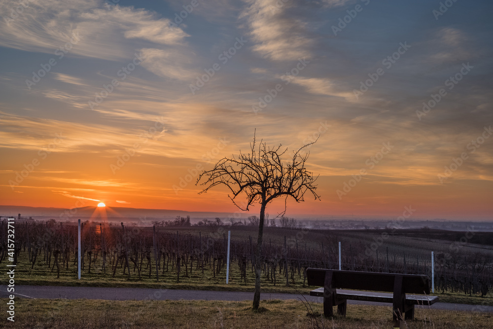 sunrise in the vineyard