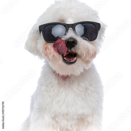 beautiful bichon dog licking his mouth and wearing sunglasses