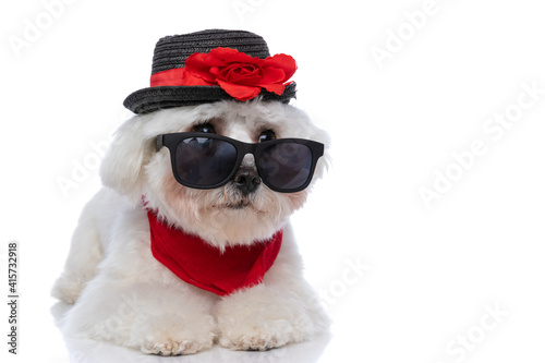 cute bichon dog looking away over sunglasses