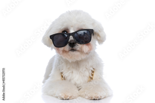 cool bichon dog wearing a chain and sunglasses