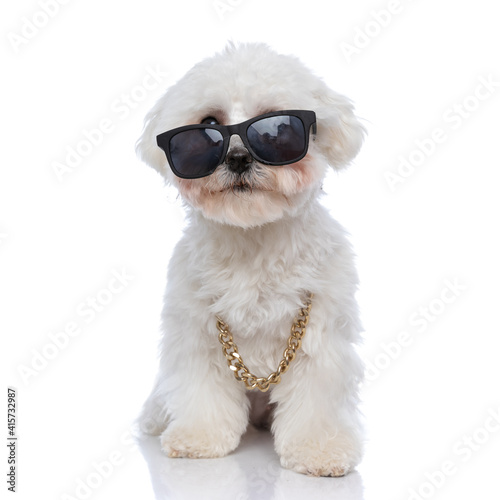 cool bichon dog wearing sunglasses and a chain