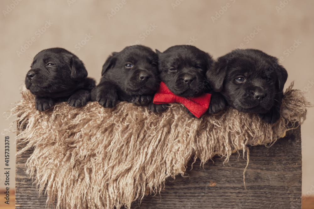 furry wooden box holding inside sleepy little puppies