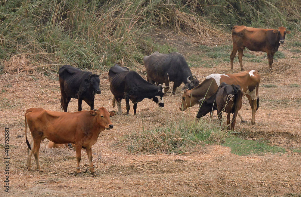 Group of of brown and black cows standing on the Nile bank.