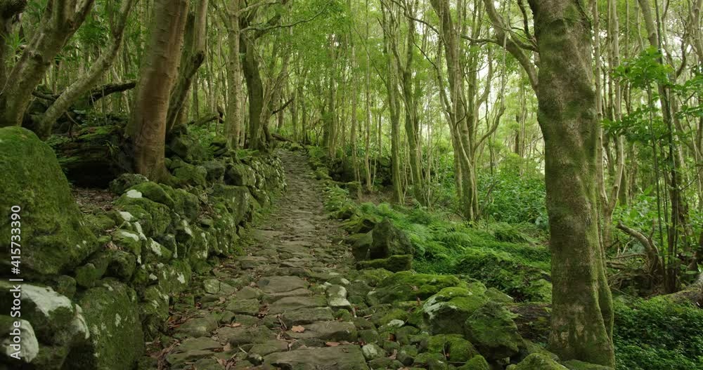 A narrow trail across a large area of land covered with trees and plants. Dense green thicket within deciduous forest. High quality 4k footage A narrow trail across a large area of land covered with trees and plants. Dense green thicket within deciduous forest. High quality 4k footage
