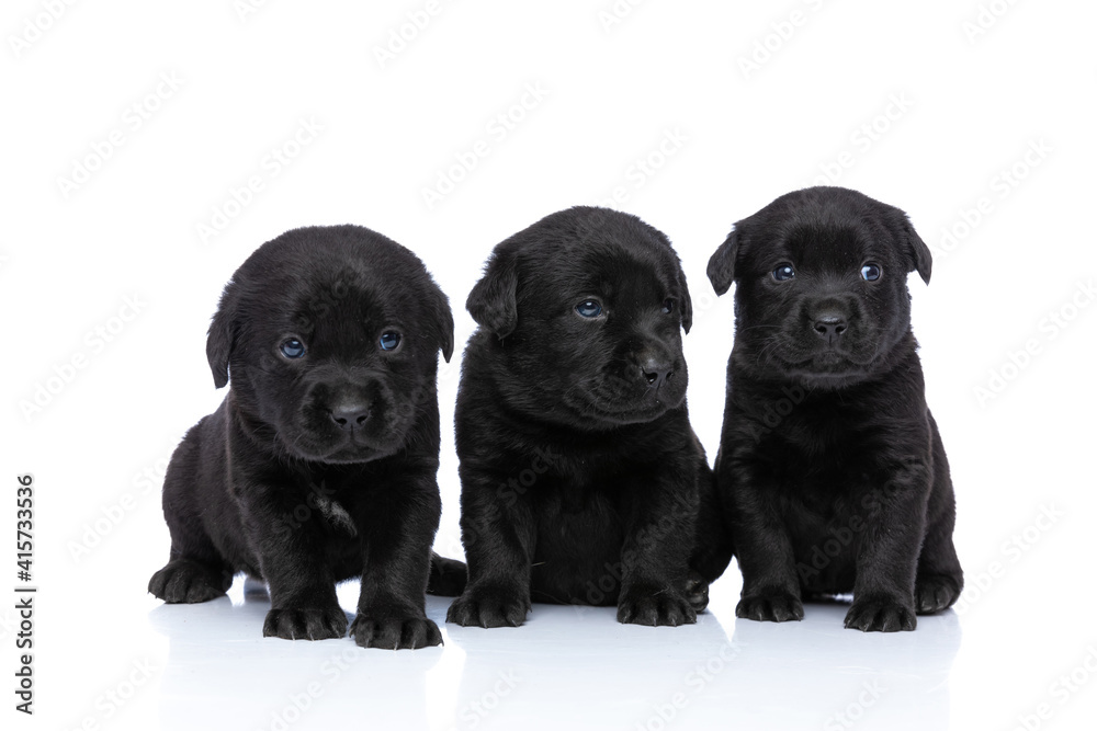 timid little group of labrador retriever puppies looking to side