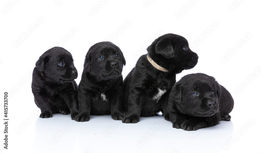 Obraz premium adorable labrador retriever group of puppies looking to side