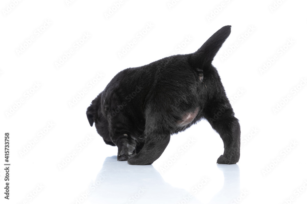 Fototapeta premium rear view of curious little labrador retriever puppy exploring