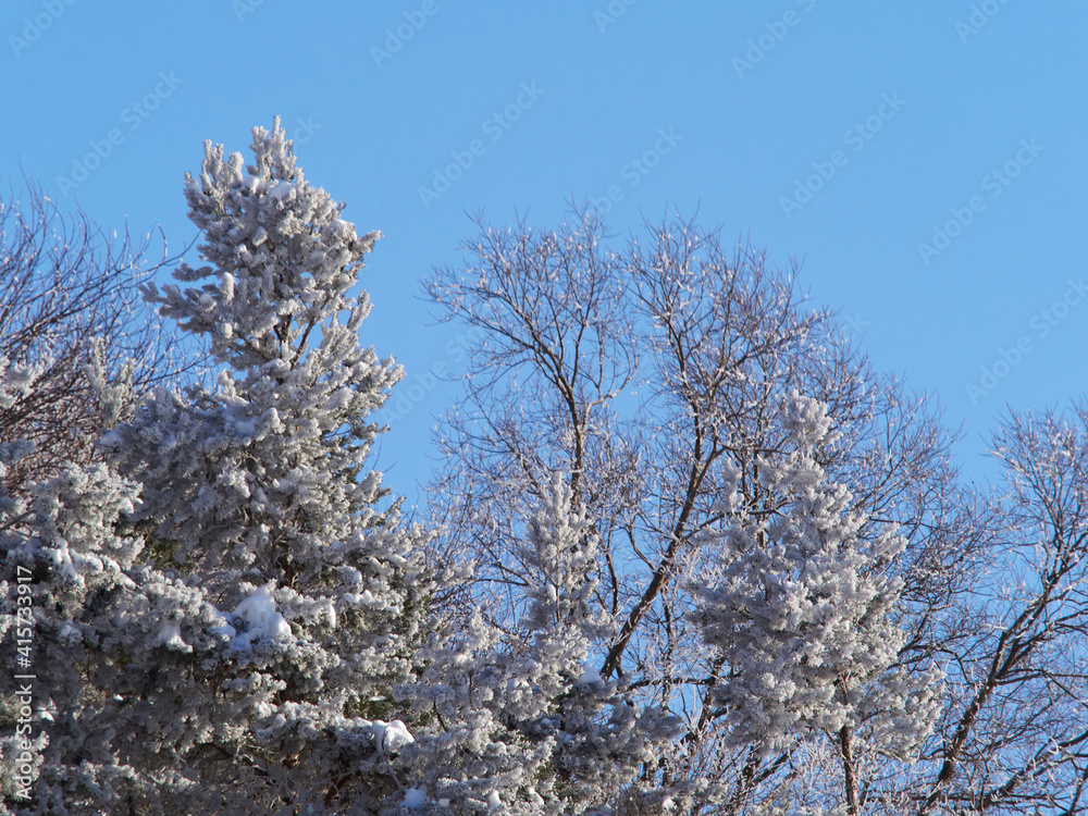 Green spruce with cones with snow and frost on a blue sky background, close-up, winter still life, Christmas card, greeting, copy space Green spruce with cones with snow and frost on a blue sky background, close-up, winter still life, Christmas card, greeting, copy space
