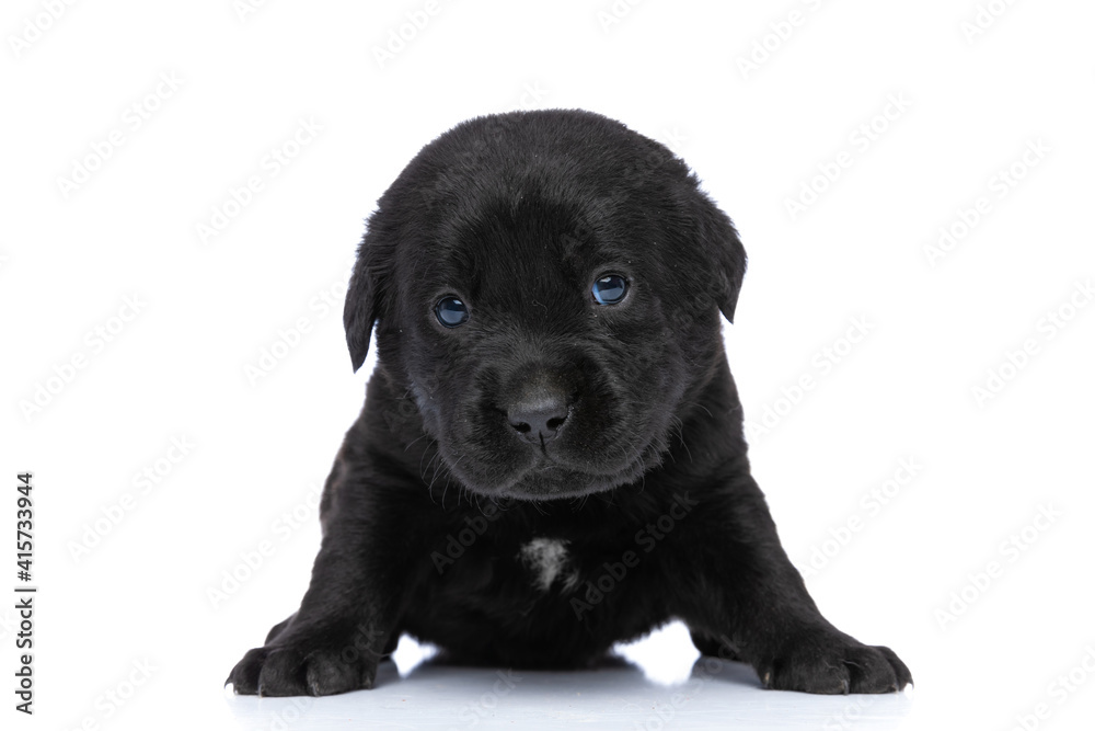 timid little labrador retriever puppy laying down in studio timid little labrador retriever puppy laying down in studio