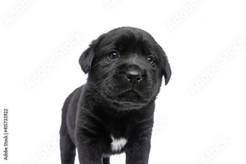 sweet labrador retriever puppy looking away in studio