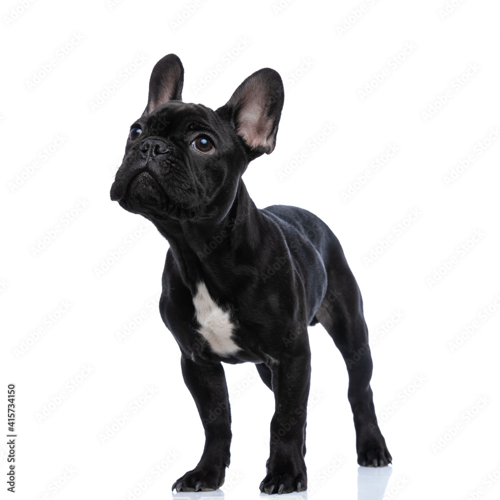 eager little french bulldog puppy curiously looking up