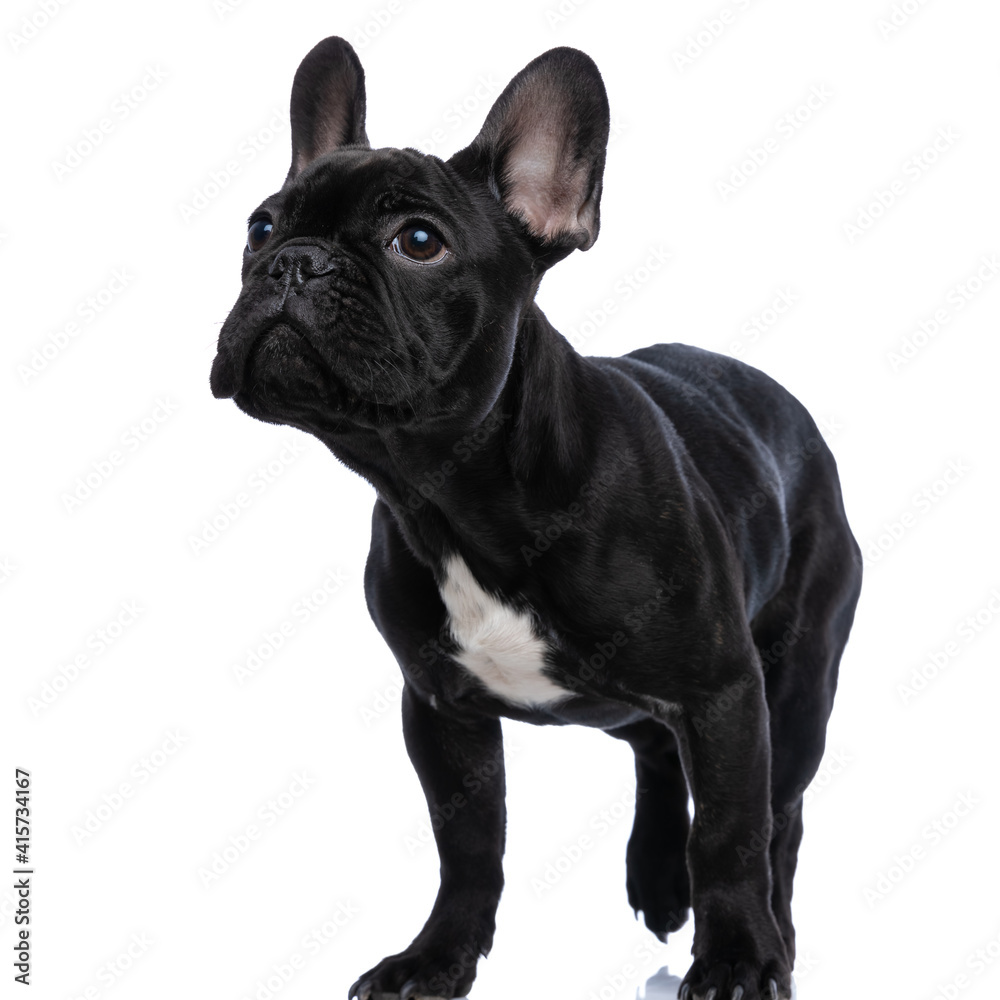 beautiful small frenchie puppy looking up