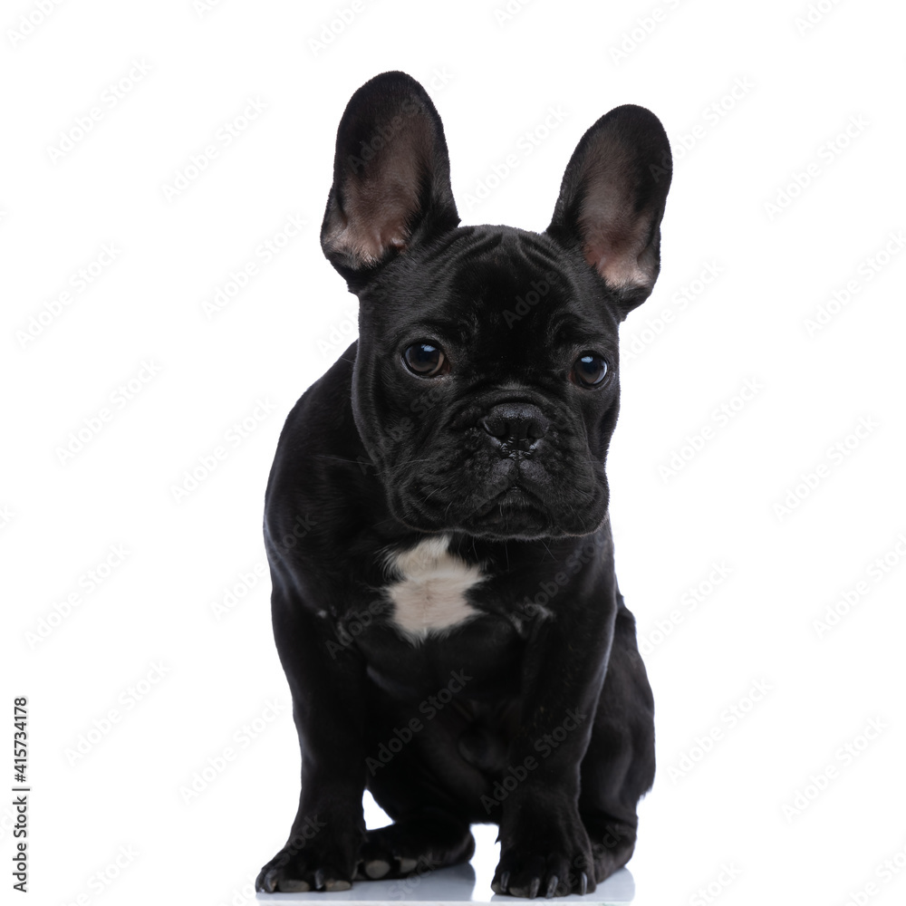 lovely little french bulldog dog sitting on white background lovely little french bulldog dog sitting on white background