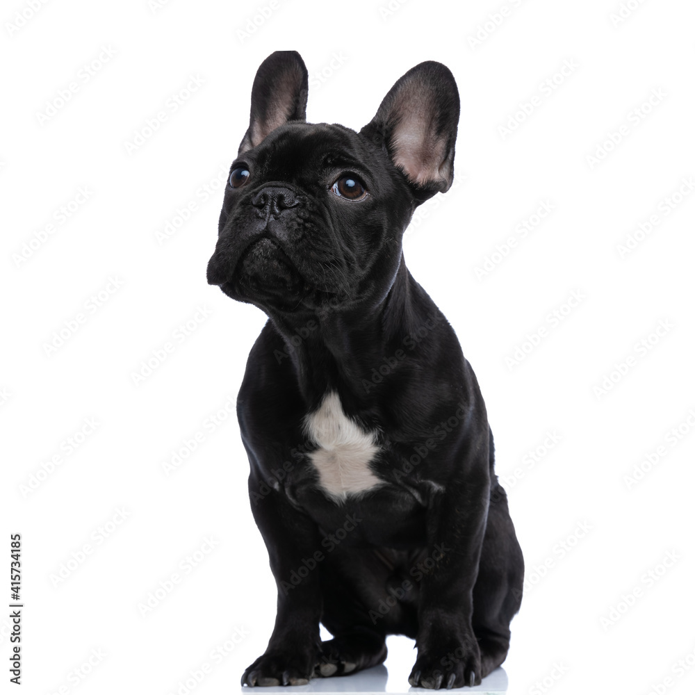 adorable small bully pup looking up and sitting adorable small bully pup looking up and sitting