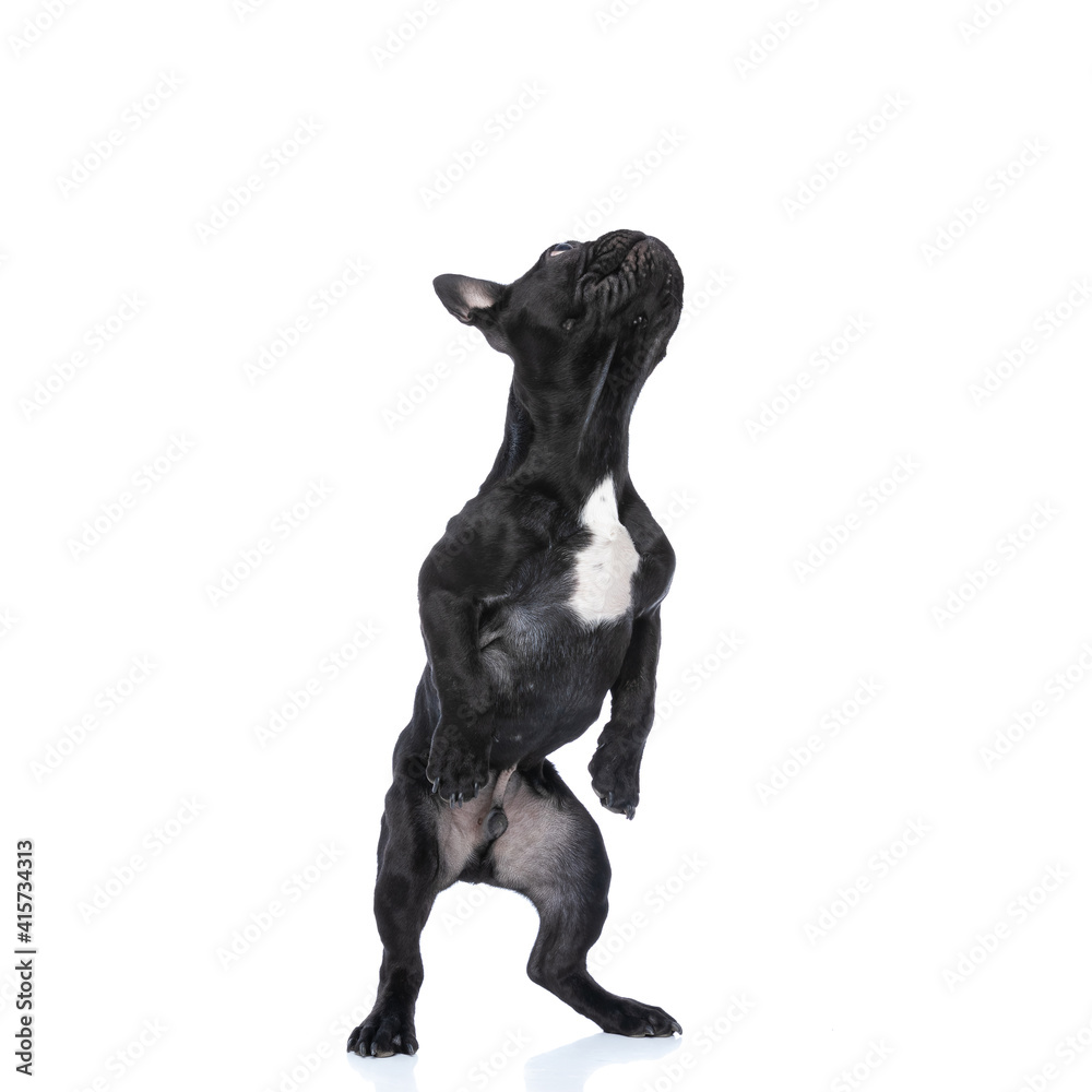eager black french bulldog puppy looking up and back leg standing