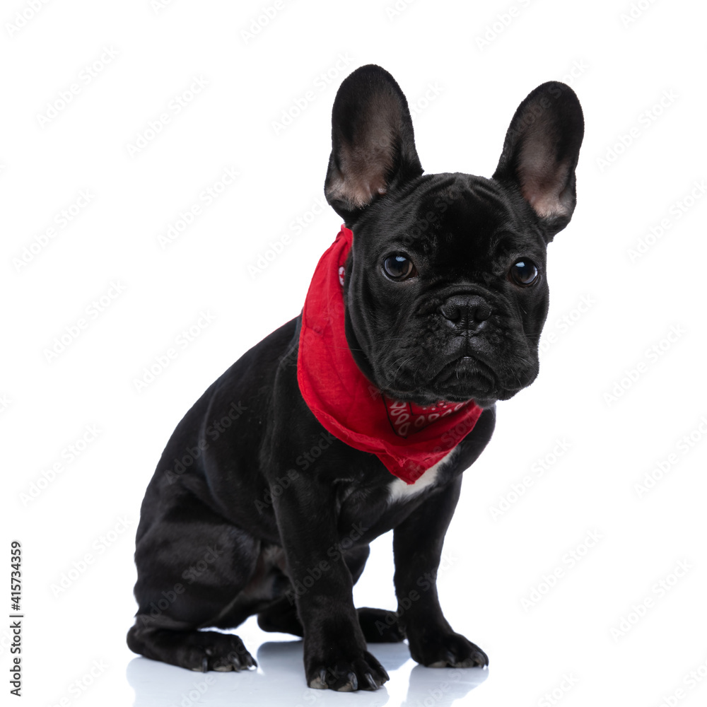 side view of cute little french bulldog dog with red bandana posing