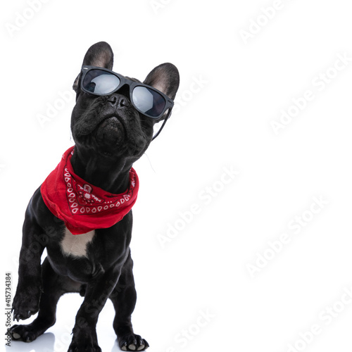 Fototapeta Naklejka Na Ścianę i Meble -  curious cool bulldog puppy with sunglasses looking up