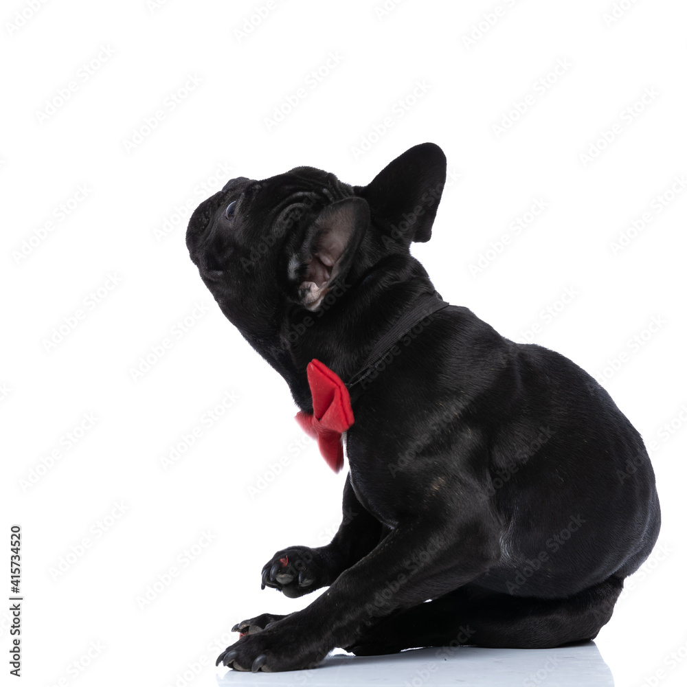 side view of elegant french bulldog puppy wearing red bowtie side view of elegant french bulldog puppy wearing red bowtie