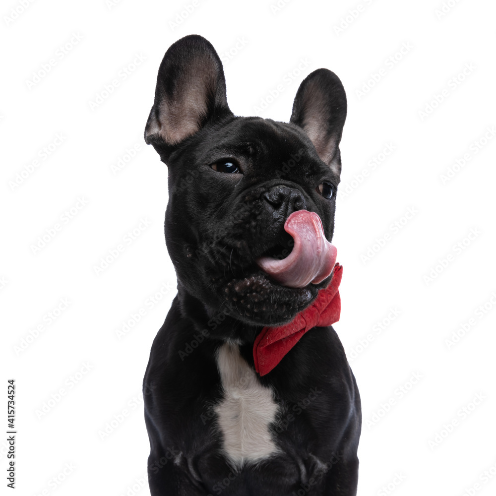 beautiful little french bulldog dog with red bowtie licking nose