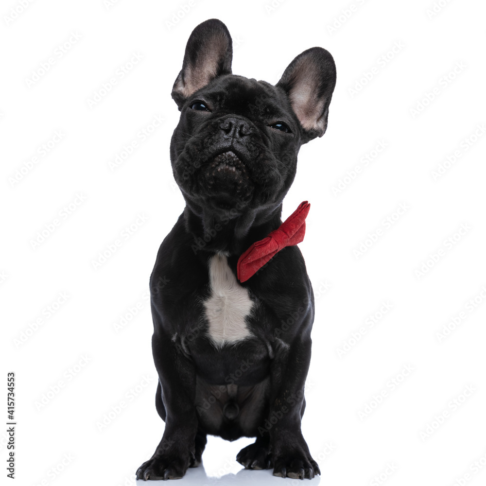 suspcious little french bulldog puppy wearing red bowtie looking up