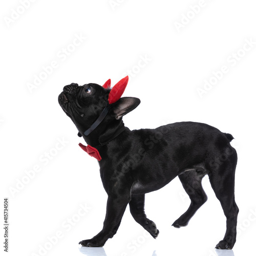 Fototapeta Naklejka Na Ścianę i Meble -  side view of curious elegant french bulldog puppy wearing devil horns
